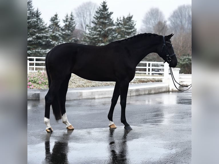 Westphalien Jument 5 Ans 169 cm Noir in Csabacsűd