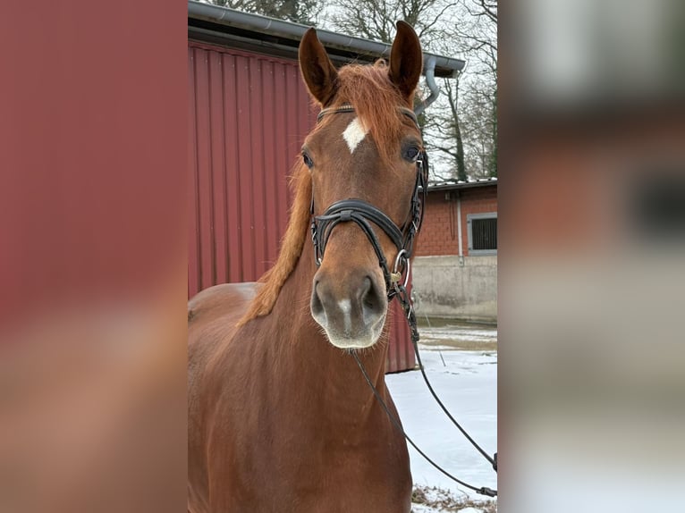 Westphalien Jument 5 Ans 170 cm Alezan brûlé in Schöppingen
