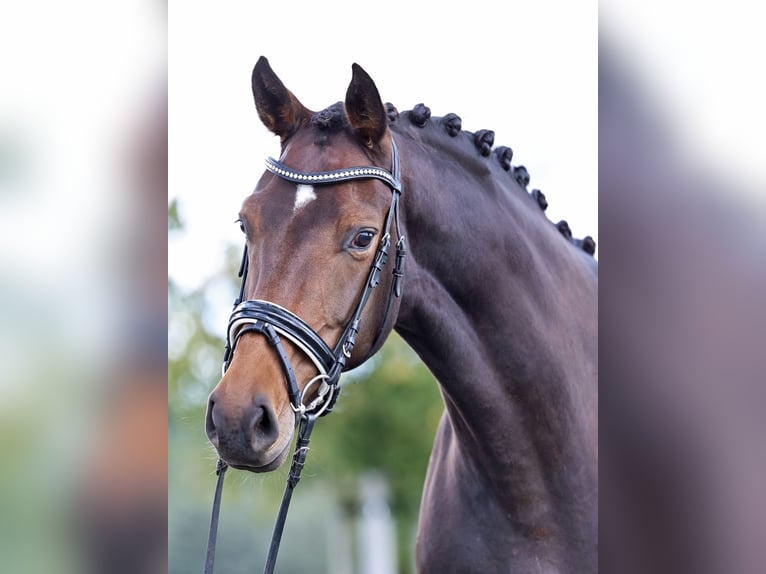 Westphalien Jument 5 Ans 170 cm Bai brun in Loewenberger Land, 30 min von Berlin