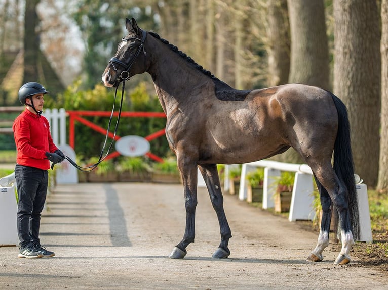Westphalien Jument 5 Ans 170 cm Bai brun in Münster-Handorf