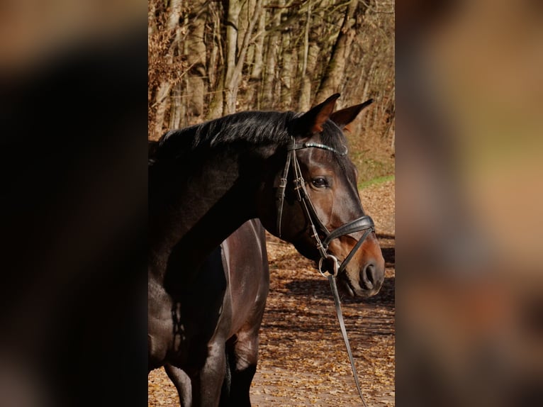 Westphalien Jument 5 Ans 170 cm Bai brun in Schenklengsfeld