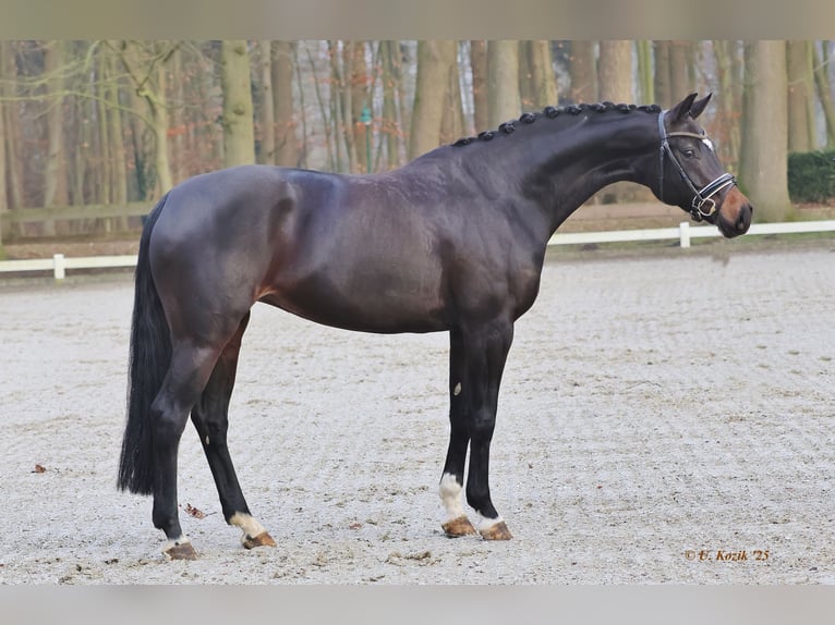 Westphalien Jument 5 Ans 170 cm Bai brun foncé in Werne