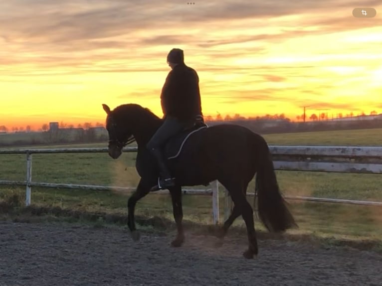 Westphalien Jument 5 Ans 170 cm Bai brun foncé in Wölfersheim