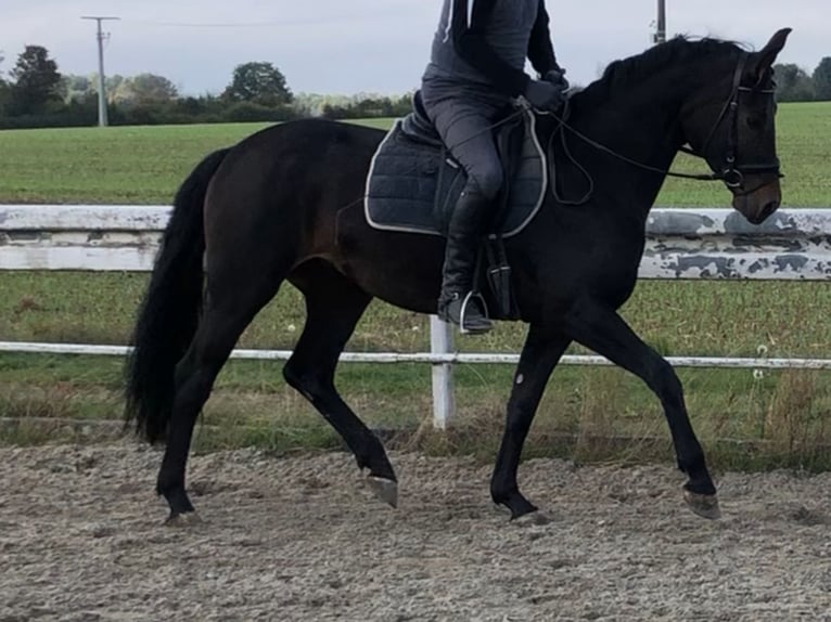 Westphalien Jument 5 Ans 170 cm Bai brun foncé in Wölfersheim