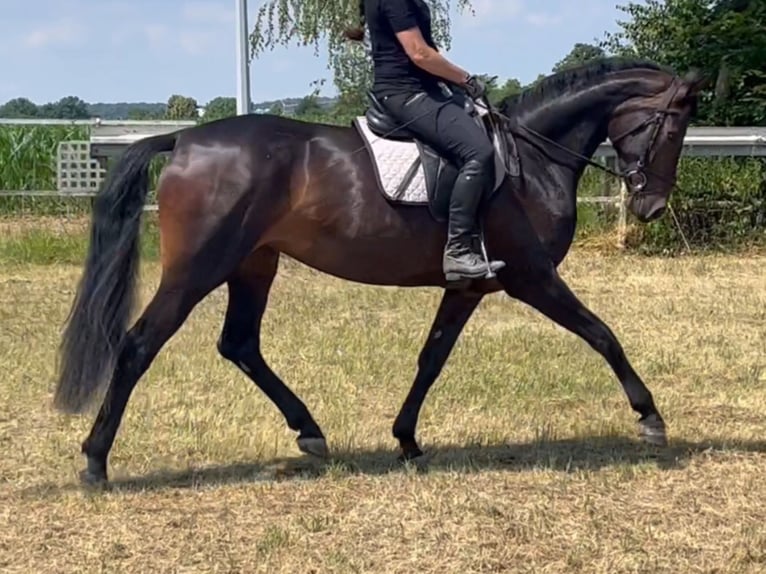 Westphalien Jument 5 Ans 170 cm Bai brun foncé in Wölfersheim