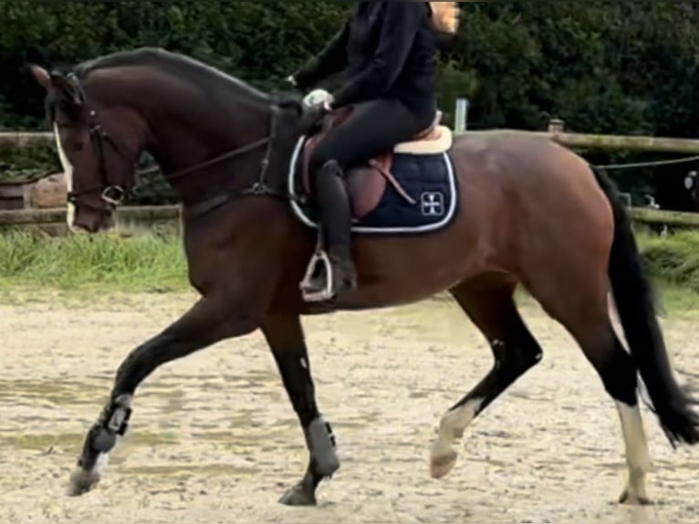 Westphalien Jument 5 Ans 170 cm Bai in Hamm