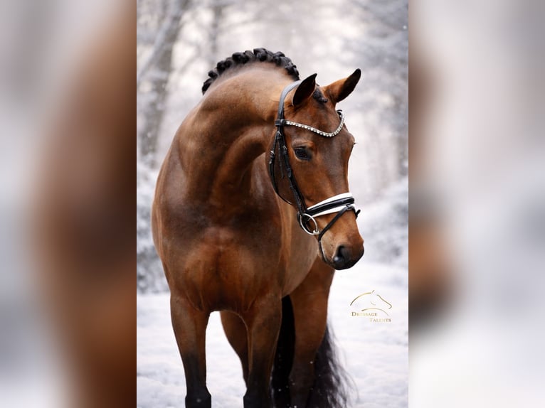 Westphalien Jument 5 Ans 170 cm Bai in Greven