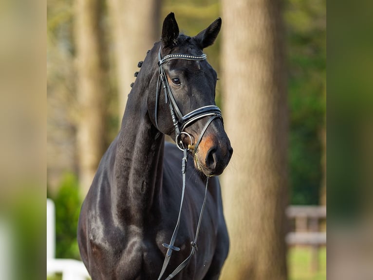Westphalien Jument 5 Ans 170 cm Bai in Münster-Handorf