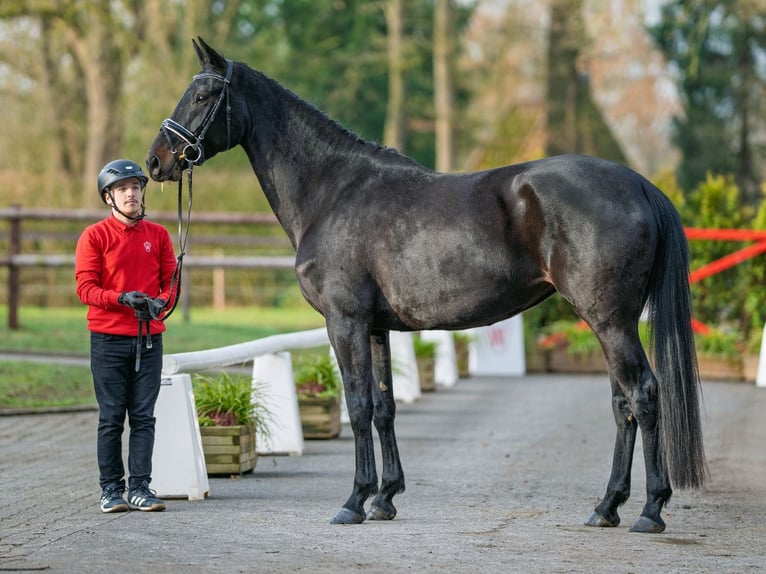 Westphalien Jument 5 Ans 170 cm Bai in Münster-Handorf