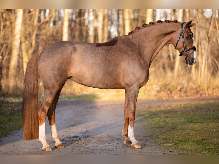 Westphalien Jument 5 Ans 171 cm Alezan in Wehringen