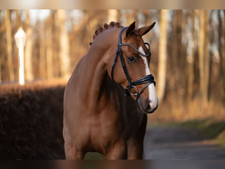 Westphalien Jument 5 Ans 171 cm Alezan in Wehringen