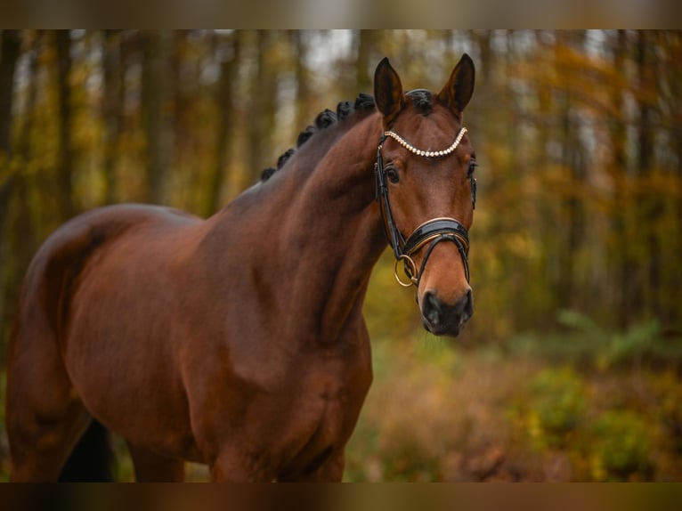 Westphalien Jument 5 Ans 171 cm Bai in Wehringen