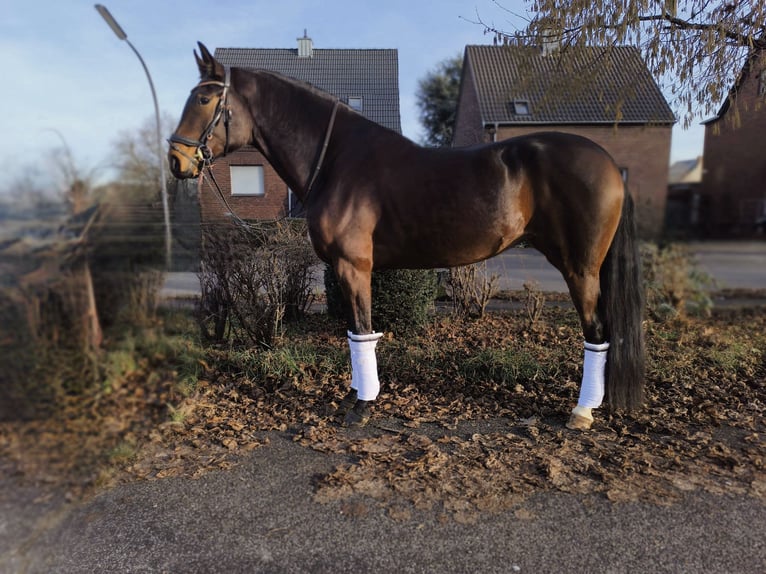 Westphalien Jument 5 Ans 171 cm Bai in Grote Brogel