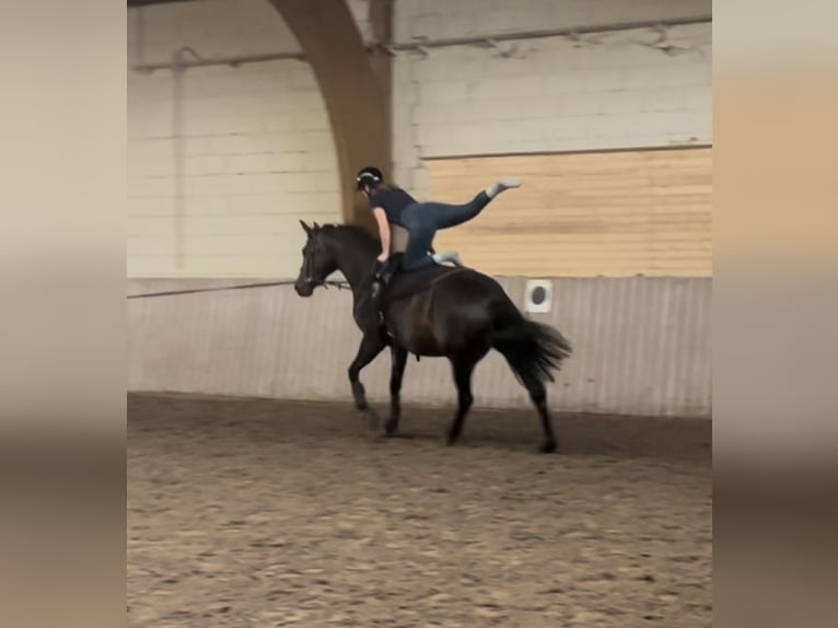 Westphalien Jument 5 Ans 172 cm Bai brun in Schenklengsfeld