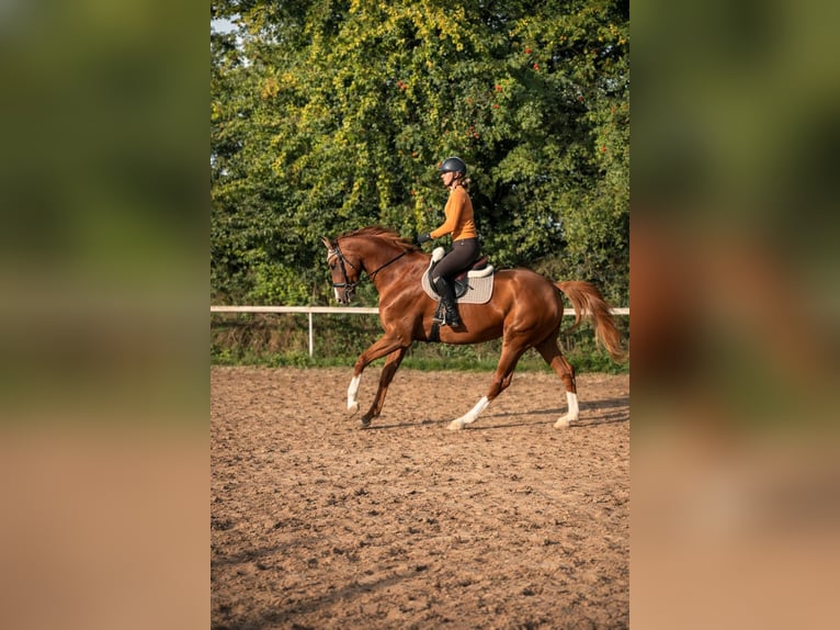 Westphalien Jument 5 Ans 173 cm Alezan in Kaufbeuren