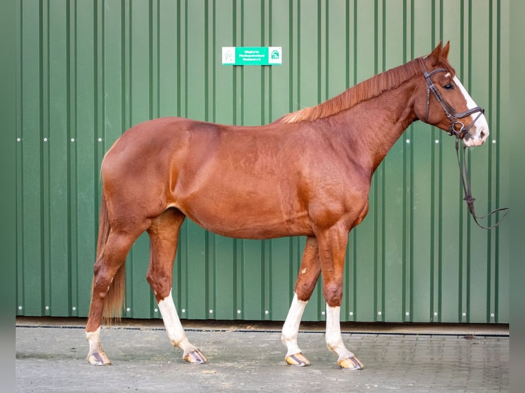 Westphalien Jument 5 Ans 173 cm Alezan in K&#xFC;rten