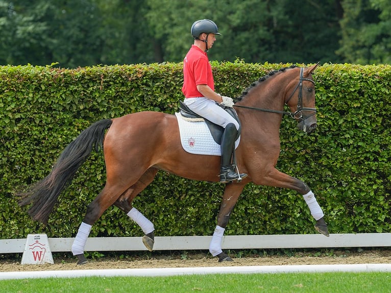 Westphalien Jument 5 Ans 173 cm Bai in Münster