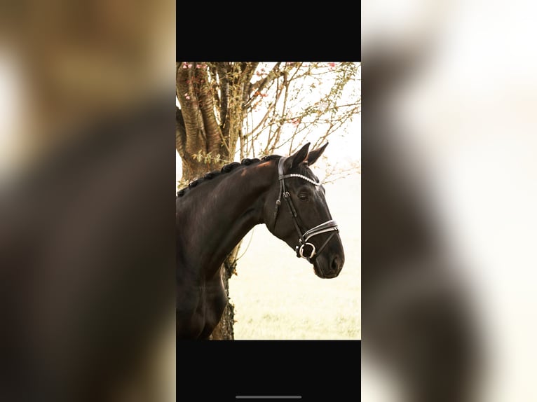 Westphalien Jument 5 Ans 173 cm Noir in Dorsten