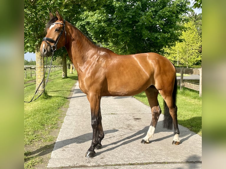Westphalien Jument 5 Ans 175 cm Bai in Langenberg