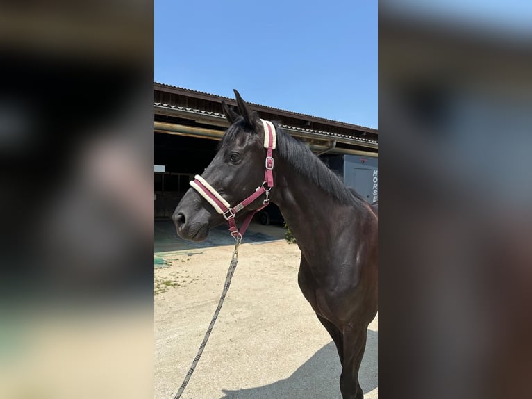 Westphalien Jument 5 Ans 175 cm Noir in B&#xFC;ren an der Aare