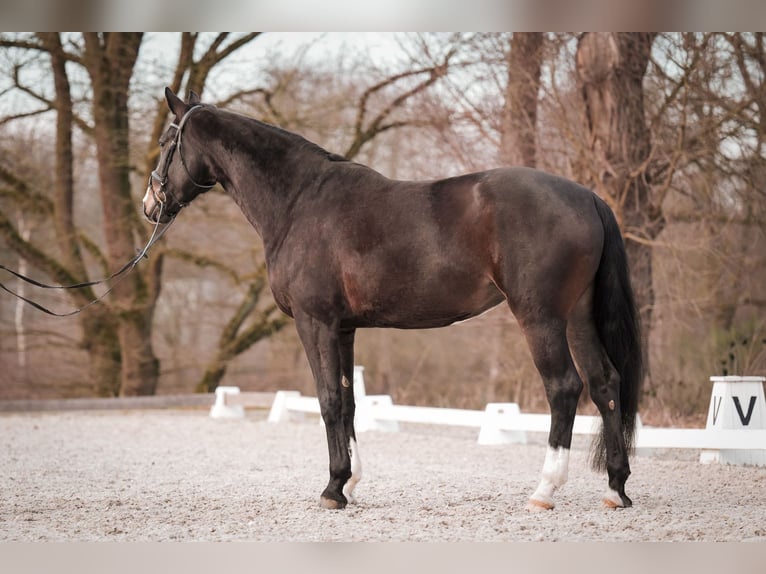 Westphalien Jument 5 Ans 180 cm Bai brun in Sankt Augustin