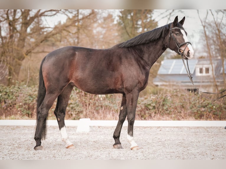 Westphalien Jument 5 Ans 180 cm Bai brun in Sankt Augustin