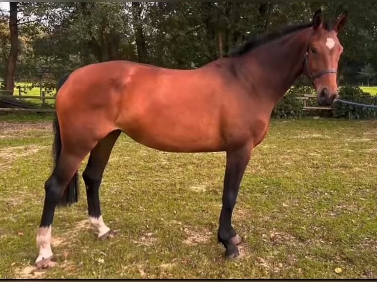 Westphalien Jument 5 Ans Bai in Gronau (Westfalen)