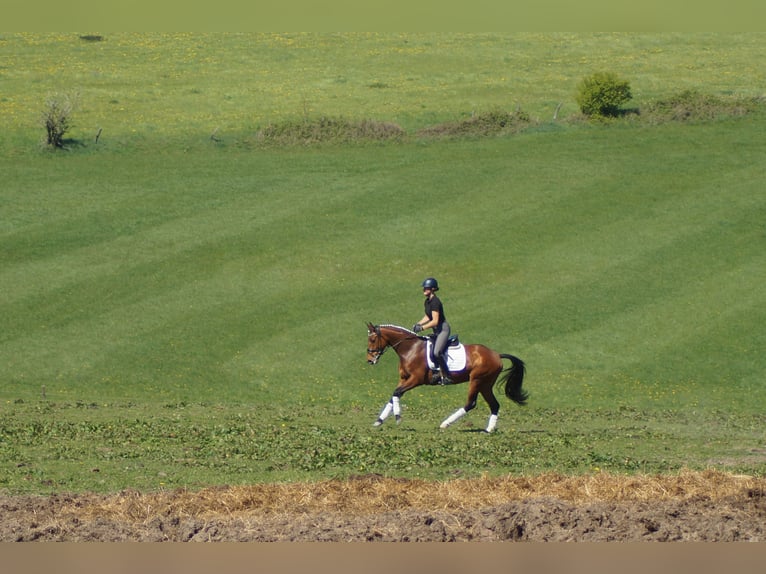 Westphalien Jument 6 Ans 155 cm Bai in Iserlohn