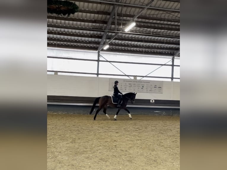 Westphalien Jument 6 Ans 160 cm Bai in Dortmund