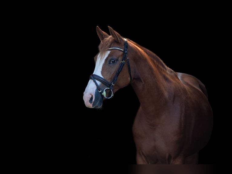 Westphalien Jument 6 Ans 162 cm Alezan in Nieder-Olm