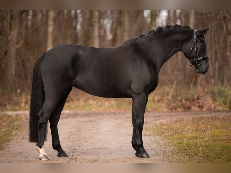 Westphalien Jument 6 Ans 162 cm Bai brun foncé in Wehringen