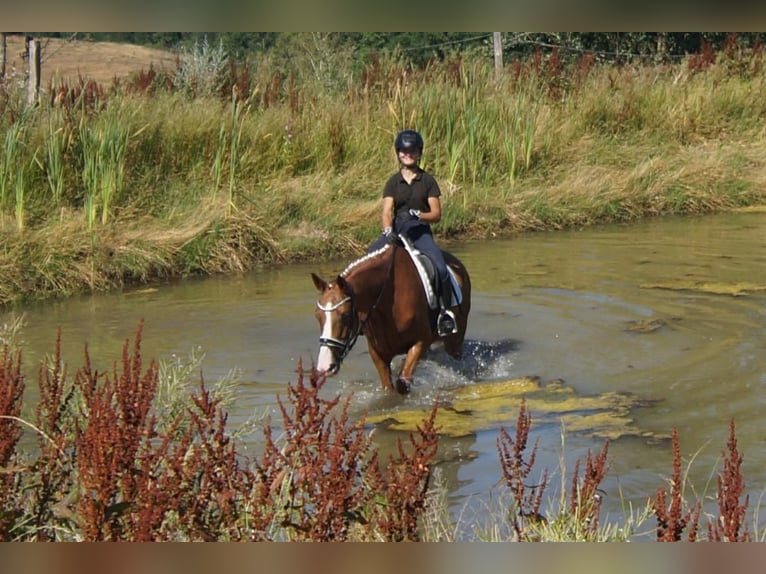 Westphalien Jument 6 Ans 163 cm Alezan in Iserlohn