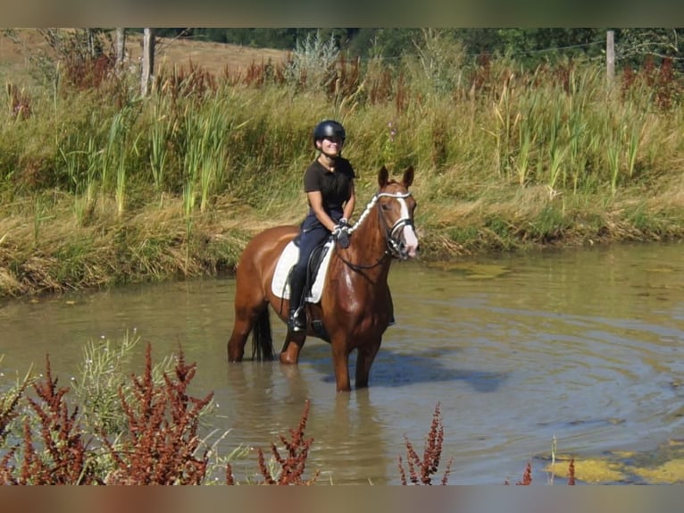 Westphalien Jument 6 Ans 163 cm Alezan in Iserlohn