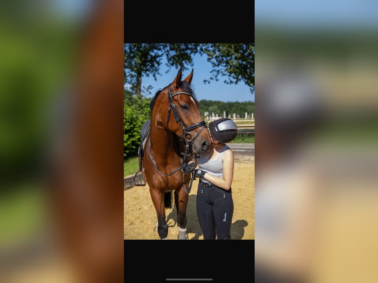 Westphalien Jument 6 Ans 163 cm Bai in Dorsten