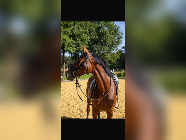 Westphalien Jument 6 Ans 163 cm Bai in Dorsten