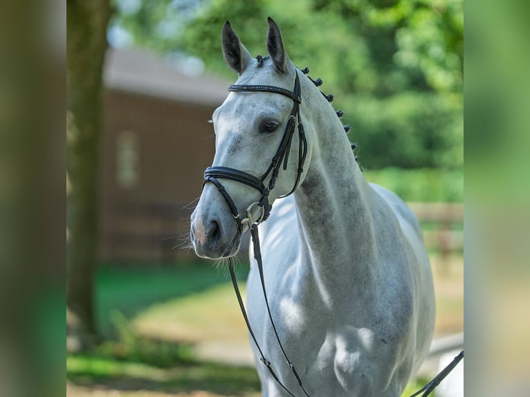 Westphalien Jument 6 Ans 163 cm Gris in M&#xFC;nster-Handorf