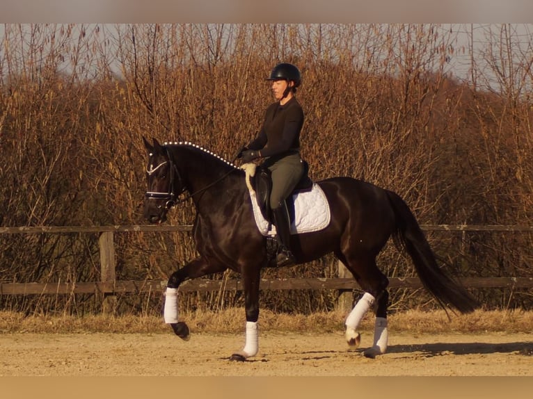 Westphalien Jument 6 Ans 163 cm Noir in Iserlohn