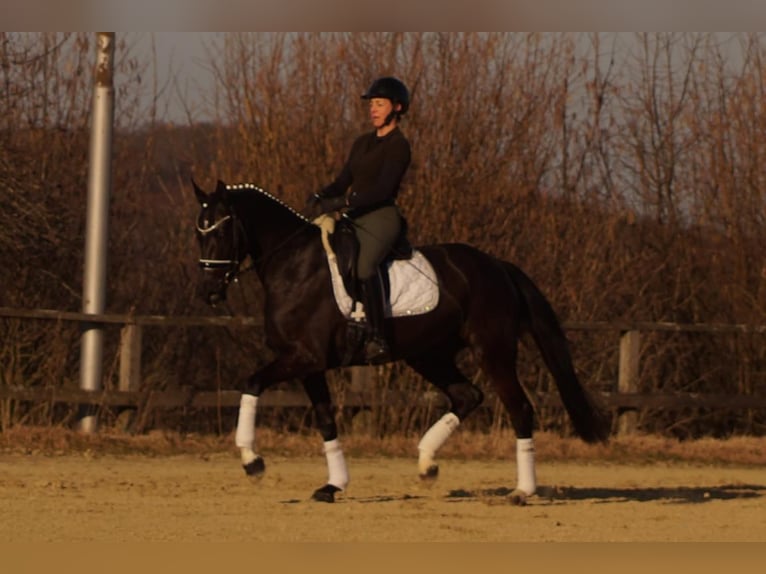 Westphalien Jument 6 Ans 163 cm Noir in Iserlohn