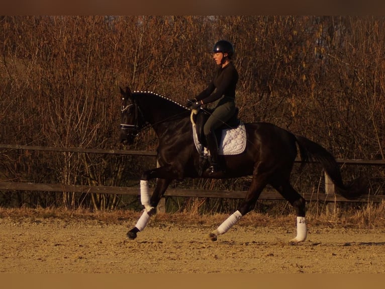 Westphalien Jument 6 Ans 163 cm Noir in Iserlohn