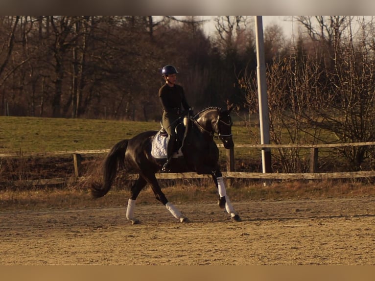 Westphalien Jument 6 Ans 163 cm Noir in Iserlohn