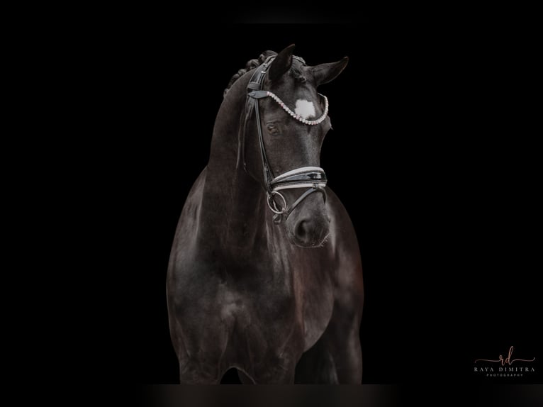 Westphalien Jument 6 Ans 164 cm Noir in Wehringen