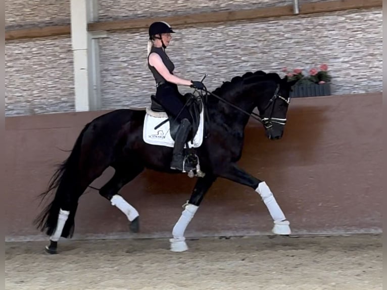 Westphalien Jument 6 Ans 164 cm Noir in Wehringen