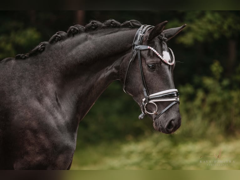 Westphalien Jument 6 Ans 164 cm Noir in Wehringen