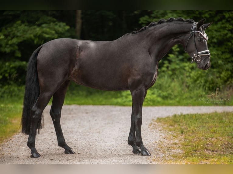 Westphalien Jument 6 Ans 164 cm Noir in Wehringen