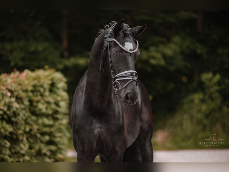 Westphalien Jument 6 Ans 164 cm Noir in Wehringen