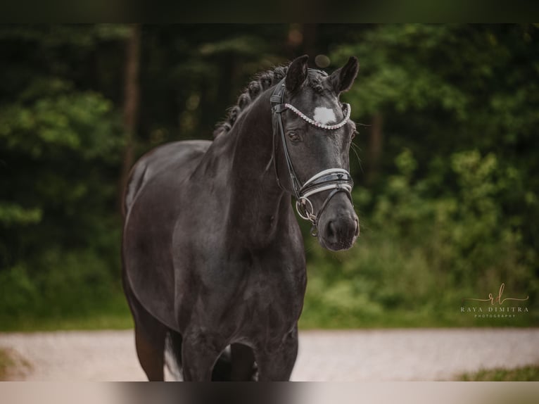 Westphalien Jument 6 Ans 164 cm Noir in Wehringen