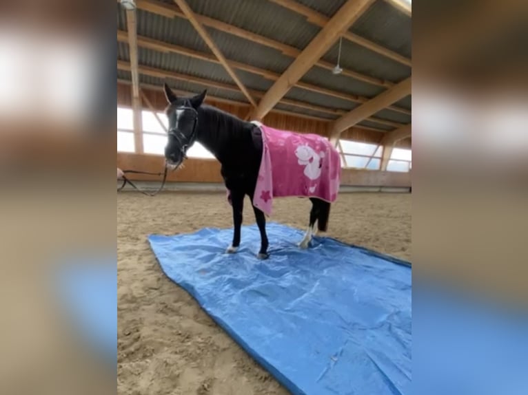 Westphalien Jument 6 Ans 165 cm Bai brun foncé in Teichwitz