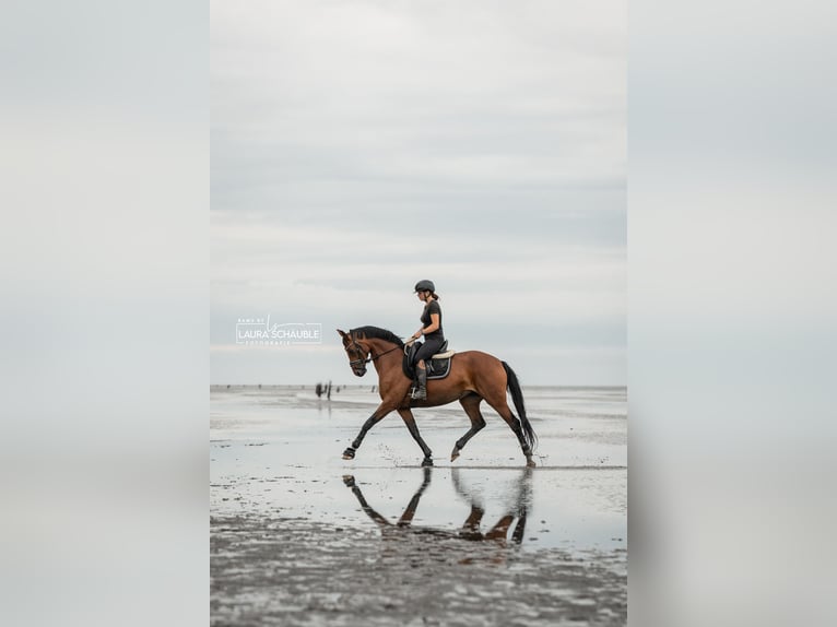 Westphalien Jument 6 Ans 165 cm Bai in Oyten