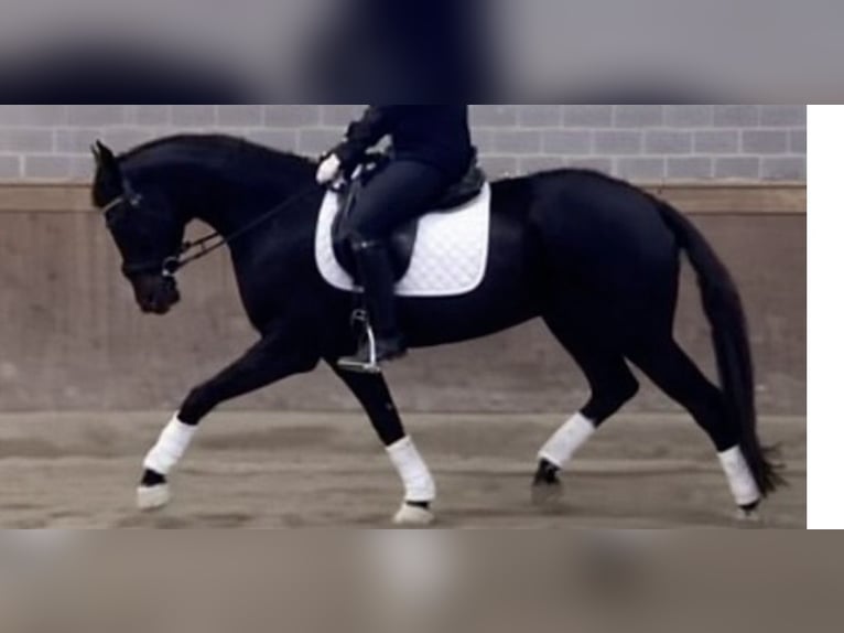 Westphalien Jument 6 Ans 165 cm Noir in Dorsten