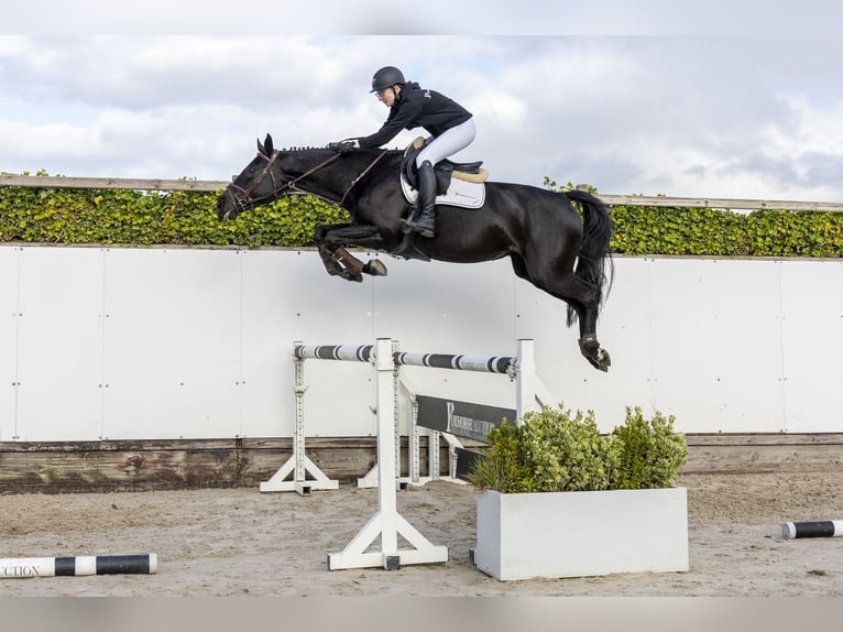 Westphalien Jument 6 Ans 165 cm Noir in Waddinxveen